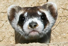 Black Footed Ferret