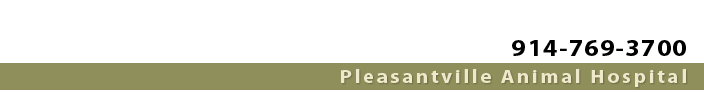914-769-3700 Pleasantville Animal Hospital, Thornwood, Chappaqua, Briarcliff, Armonk, Hawthorne, Tarrytown New York Veterinarian