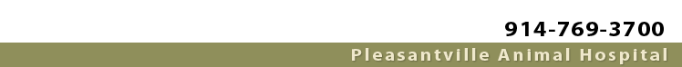 914-769-3700 Pleasantville Animal Hospital, New York Veterinarian